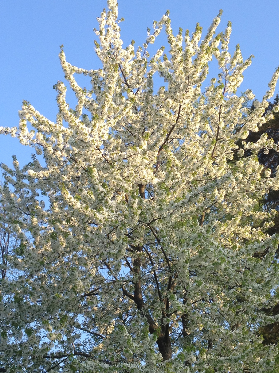 körsbärsträd 17 maj